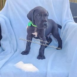 Green Collar - Black male Great Dane puppy in Alton, Illinois from Show Me Great Danes and Basset Hounds