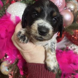 Dachshund Puppies from MJ Family Farm