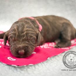 Miss Hot Pink - Chocolate female Australian Labradoodle puppy in Wake Forest, North Carolina from Lucky Country Labradoodles