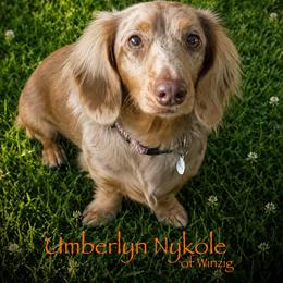 Umberlyn - Dachshund