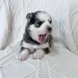 Elsa - Blue female Pomsky puppy in Henderson, Kentucky from Paris Pomskies