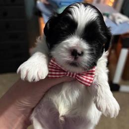 Snoopy - Black and white male Shih Tzu puppy in Springboro, Ohio from Shih Tzus of Springboro LLC.
