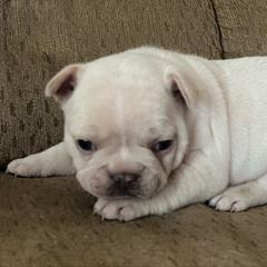 Girl 2 - White female French Bulldog puppy in Livingston, Texas from Drake Home Frenchies