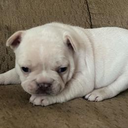 Girl 2 - White female French Bulldog puppy in Livingston, Texas from Drake Home Frenchies
