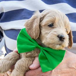 Spring Flame - Apricot male Goldendoodle puppy in Roy, Utah from Doodles are Amazing