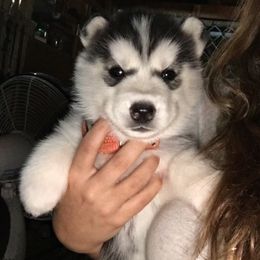 Siberian Husky Puppies from Douglas Mountain Farm and Kennel