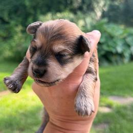 Spirit - Silver male Schnoodle puppy in Temple, Texas from Schnauzers Of Taylor