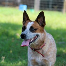 Tip - Australian Cattle Dog