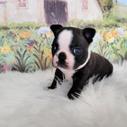 Boston Terrier Puppies from Our Gang Bostons