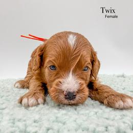 Twix - Red  female Goldendoodle puppy in Sunman, Indiana from Brunsman Country Doodles LLC
