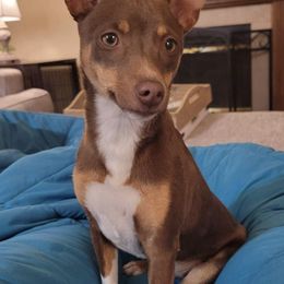 Rat Terriers from Lapis Lazuli Rat Terriers