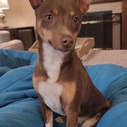 Rat Terriers from Lapis Lazuli Rat Terriers