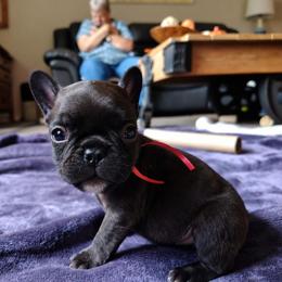 Red Collar Boy - Brindle male French Bulldog puppy in Cleveland, Ohio from Pleasant Valley French Bulldogs