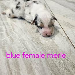F2 - Blue merle female Australian Shepherd puppy in Arbela, Missouri from County Line Aussies