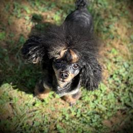AKC Buckeye - Phantom male Poodle puppy in Newcomerstown, Ohio from Sheri’s Lil Angel’s