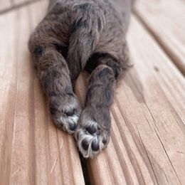 Bernedoodle, Bernese Mountain Dog, Cavalier King Charles Spaniel, and Goldendoodle Puppies from Adventure Doodles Of East TN