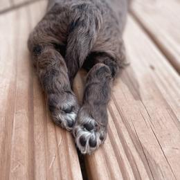Bernedoodle, Bernese Mountain Dog, Cavalier King Charles Spaniel, and Goldendoodle Puppies from Adventure Doodles Of East TN