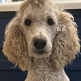 lumen - Poodle