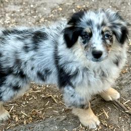 Hollis - Blue merle female Miniature Australian Shepherd puppy in Patterson, North Carolina from DreamLine Aussies