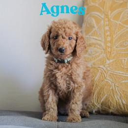 Agnes - Red  female Goldendoodle puppy in College Station, Texas from Em & El Doodles