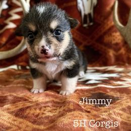 American Corgi Puppies from 5H Corgis