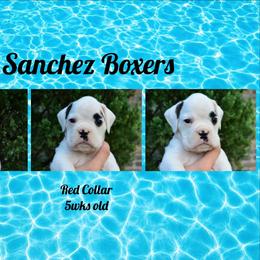 Red - White male Boxer puppy in Spring, Texas from Sanchez Boxers