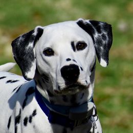 Wesson - Dalmatian