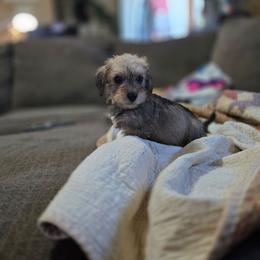 Wiggles - Wild boar female Dachshund puppy in Lynn, Indiana from StorSma Farms