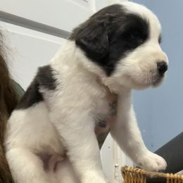 Dino - Black and gray male Caucasian Shepherd Dog puppy in Salisbury, Delaware from Blue Line Kennels