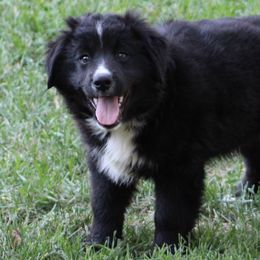Miniature Australian Shepherd Puppies from LongMile Aussies