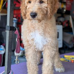 Red Collar - Apricot male Goldendoodle puppy in Olympia, Washington from Sinclairdoodles