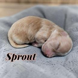 Sprout - Red merle male Aussiedoodle puppy in Lebanon, Oregon from Abbott Family Farm