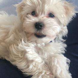 Maltipoos from Debra Stacey's Maltipoo Puppies