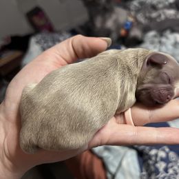 Shih Tzu Puppies from P&B Tzu Tribe