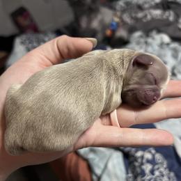 Shih Tzu Puppies from P&B Tzu Tribe