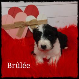 Brûlée - Black and white female Sheepadoodle puppy in Farley, Iowa from Iowa's Doodle Co.