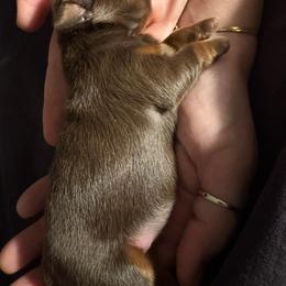 Girl 1 - Chocolate and tan female Shih Tzu puppy in Lakeland, Florida from The Townsend Tzu