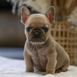 Blue Fawn Sable Boy (Blue collar)(Naudia x Ace) - Blue fawn male French Bulldog puppy in Gulf Breeze, Florida from SW Frenchies