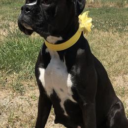 Assorted Doodle Crosses, Boxers, Havanese, and Havapoos from Lady Paws-Kara