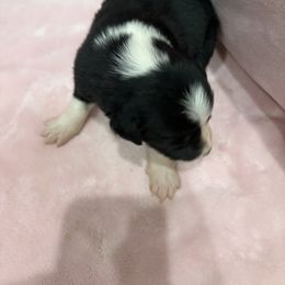 Border Collie Puppies from Vowell Farm Border Collies