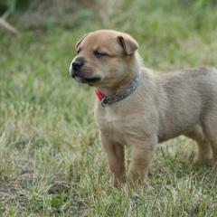 Carolina Dog Puppies from Williams Sweet Carolina