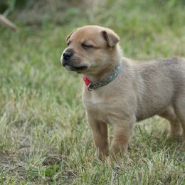 Carolina Dog Puppies from Williams Sweet Carolina
