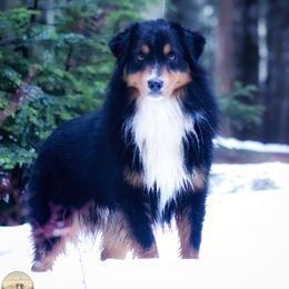 Indy - Miniature American Shepherd