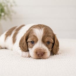 Dachshund Puppies from Cape Cod Doxies