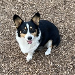 American Corgi, Pembroke Welsh Corgi, and Toy Australian Shepherd Puppies from King of Hearts Corgis