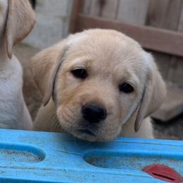 Blue Collar - Yellow male Labrador Retriever puppy in Somerset, California from Cantina Labs and Cavs