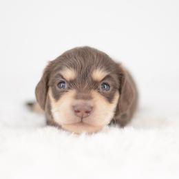 Pepper -  Full AKC Cream - Chocolate and cream female Dachshund puppy in Neosho, Missouri from A Walk In The Park