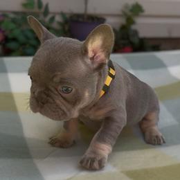 Elena - Tricolors female French Bulldog puppy in Spokane, Washington from Lilac City Frenchies
