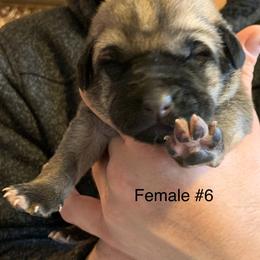 Female 6 - Fawn female Anatolian Shepherd Dog puppy in Daggett, Michigan from T&S Anatolians