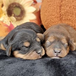 Cavapoo puppies from Oodles O'Doodles